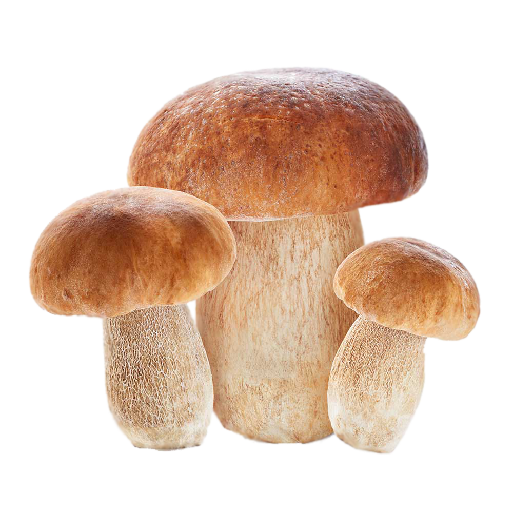galafruit_funghi-porcini